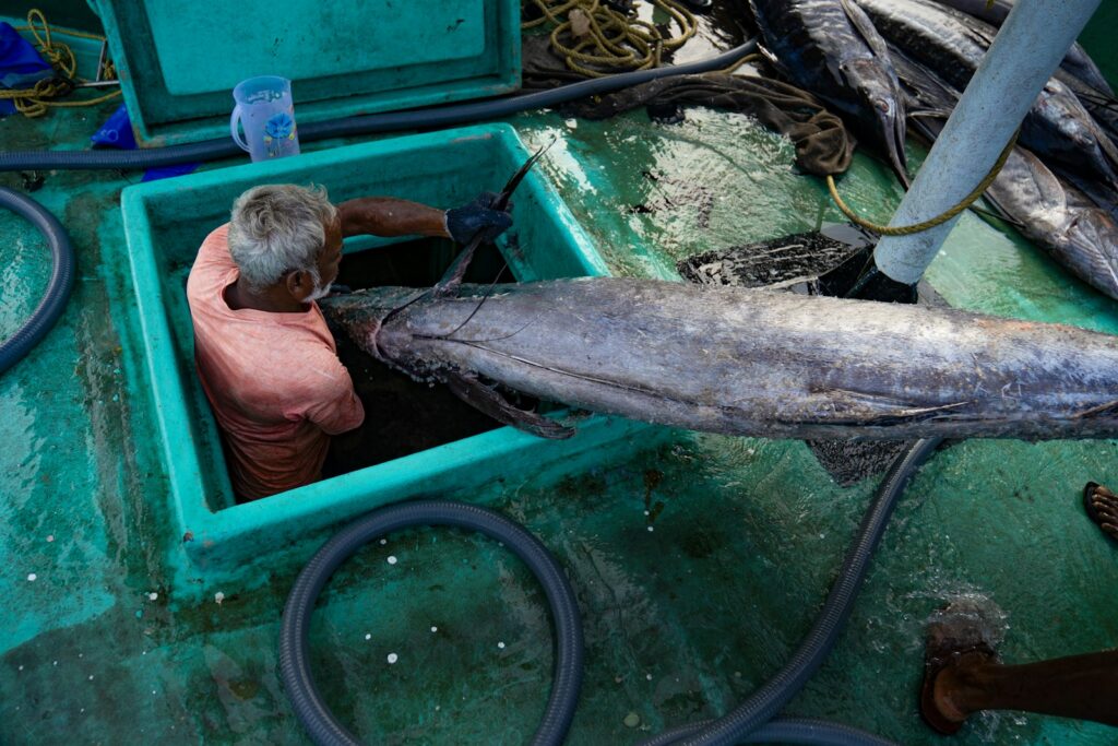 Fisherman handling a large fish on a boat