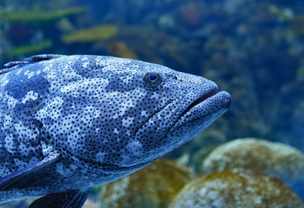 Grouper