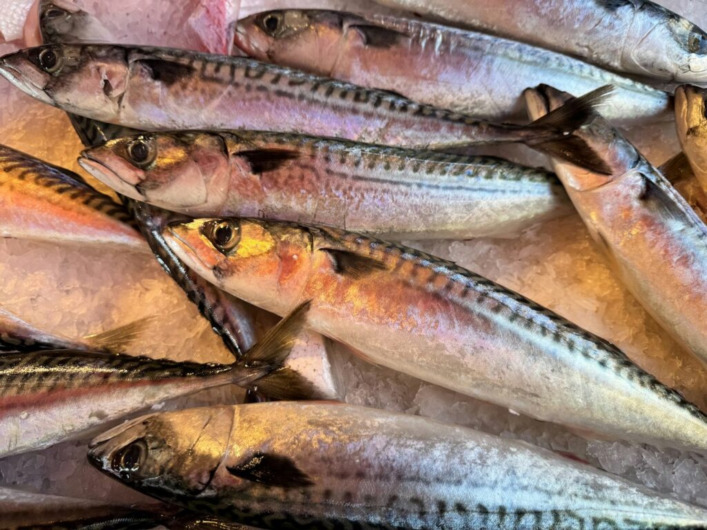 Kingfish and mackerel