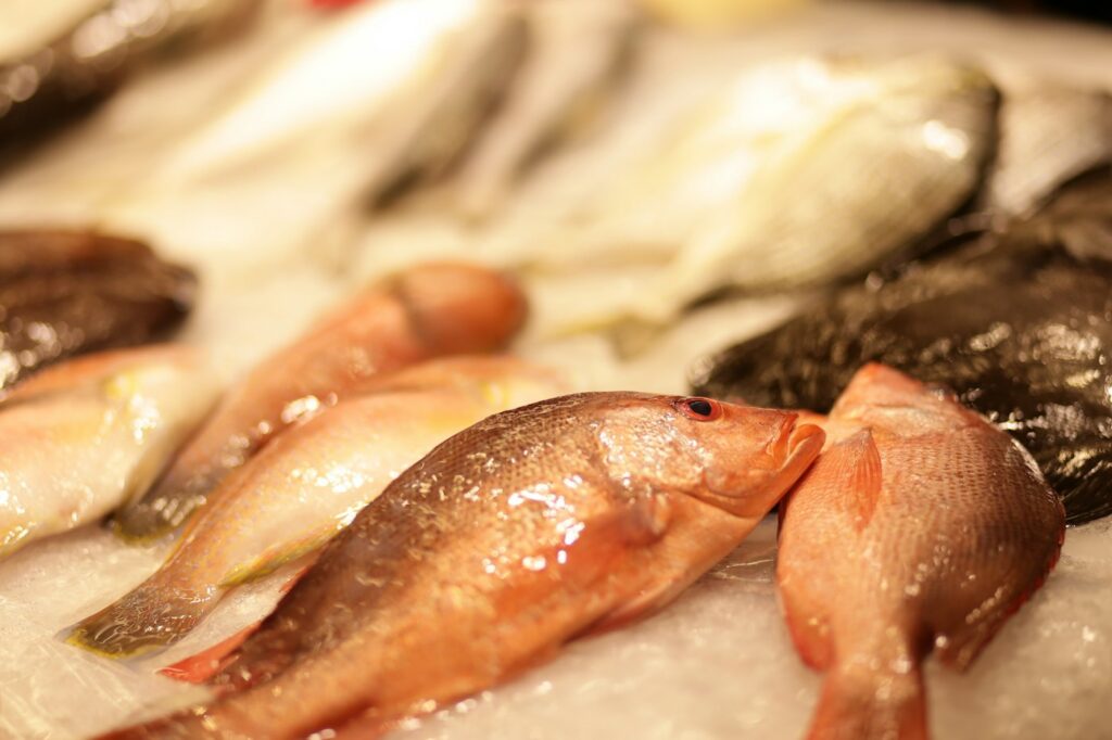 Red snapper