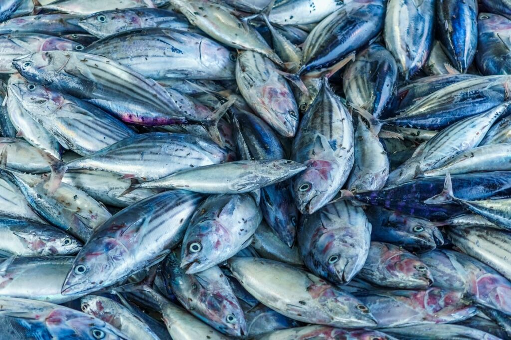 Skipjack tuna