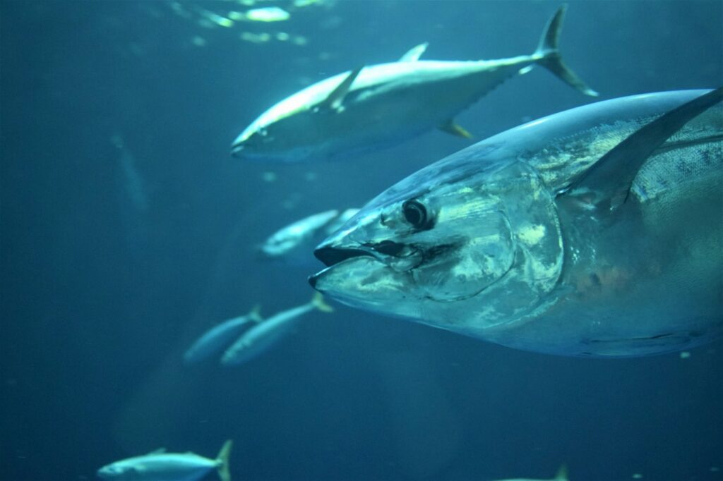 Yellowfin tuna